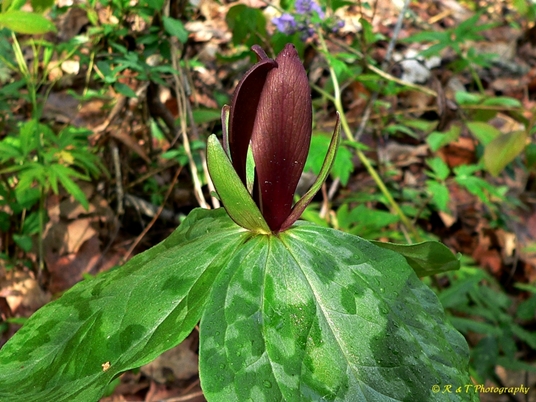 {Trillium cuneatum}